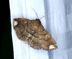 Adrapsa quadrilinealis