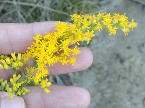 Image of Solidago juliae by (c) Sam Kieschnick, some rights reserved (CC BY)