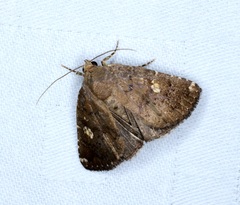 Amyna axis