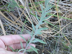 Solidago juliae
