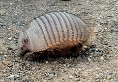 Big Hairy Armadillo photo 3