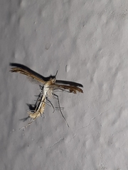 Platyptiliini