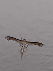 Platyptiliini