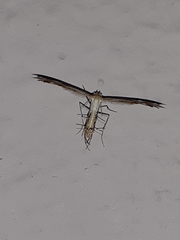 Platyptiliini