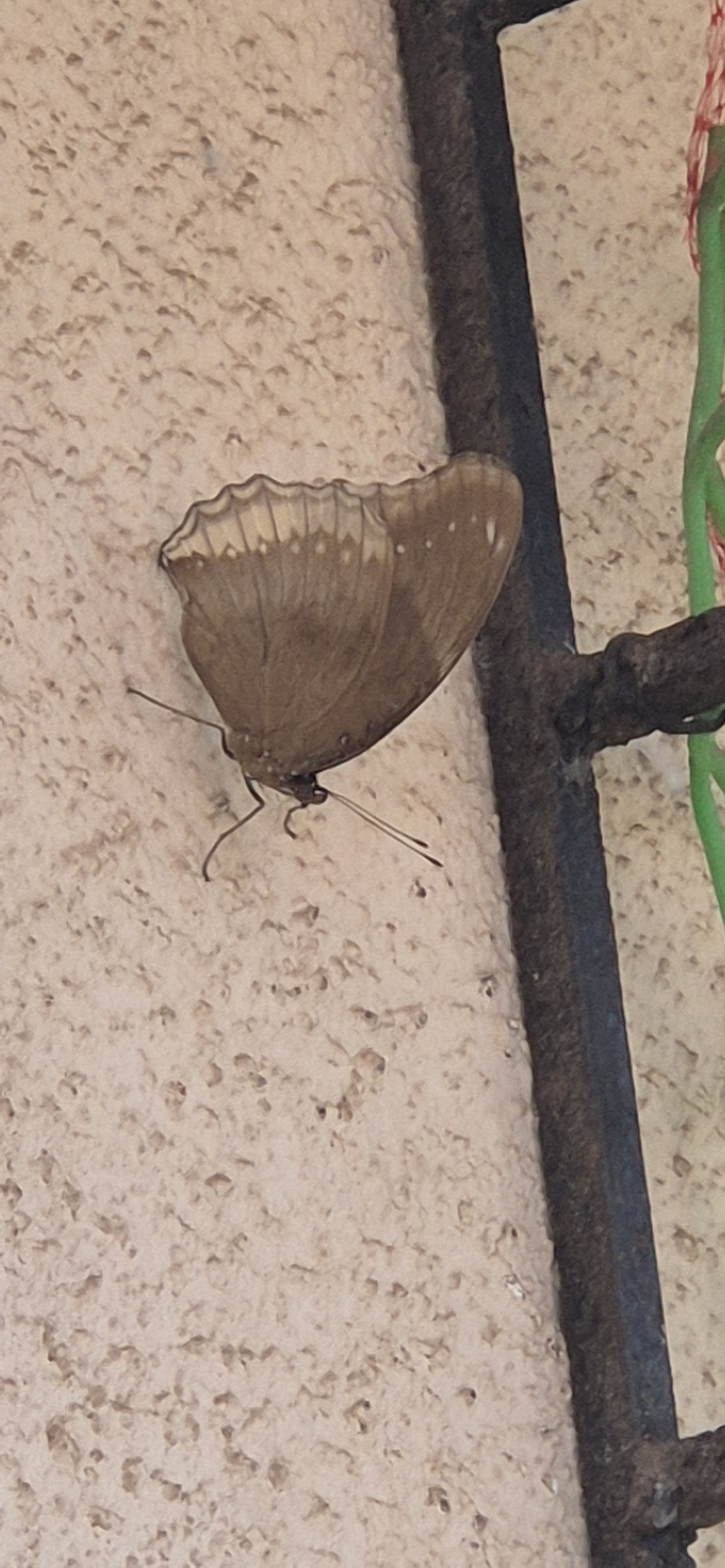 Great Eggfly