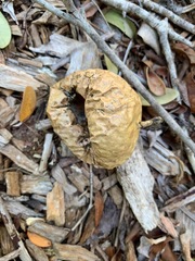 Passiflora edulis flavicarpa