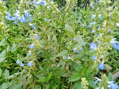 Salvia uliginosa