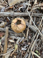 Passiflora edulis flavicarpa