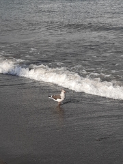 Leucophaeus scoresbii