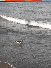 Leucophaeus scoresbii