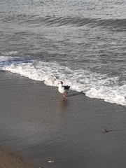 Leucophaeus scoresbii