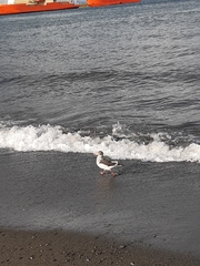 Leucophaeus scoresbii