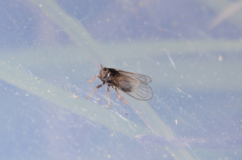Ditropsis flavipes