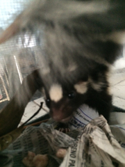 Spilogale angustifrons