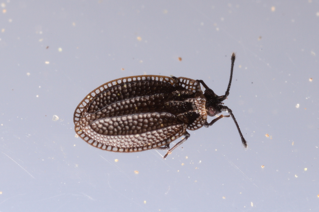 Acalypta nigrina