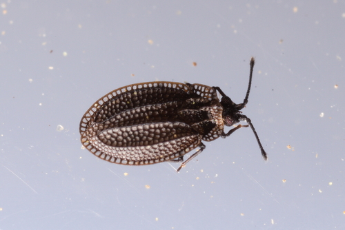 Acalypta nigrina
