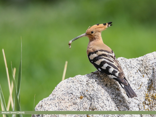 Foto de Eurasian Hoopoe