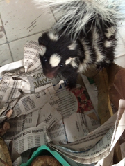 Spilogale angustifrons