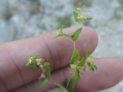 Euphorbia villifera