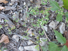 Euphorbia villifera