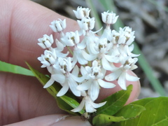 Asclepias texana