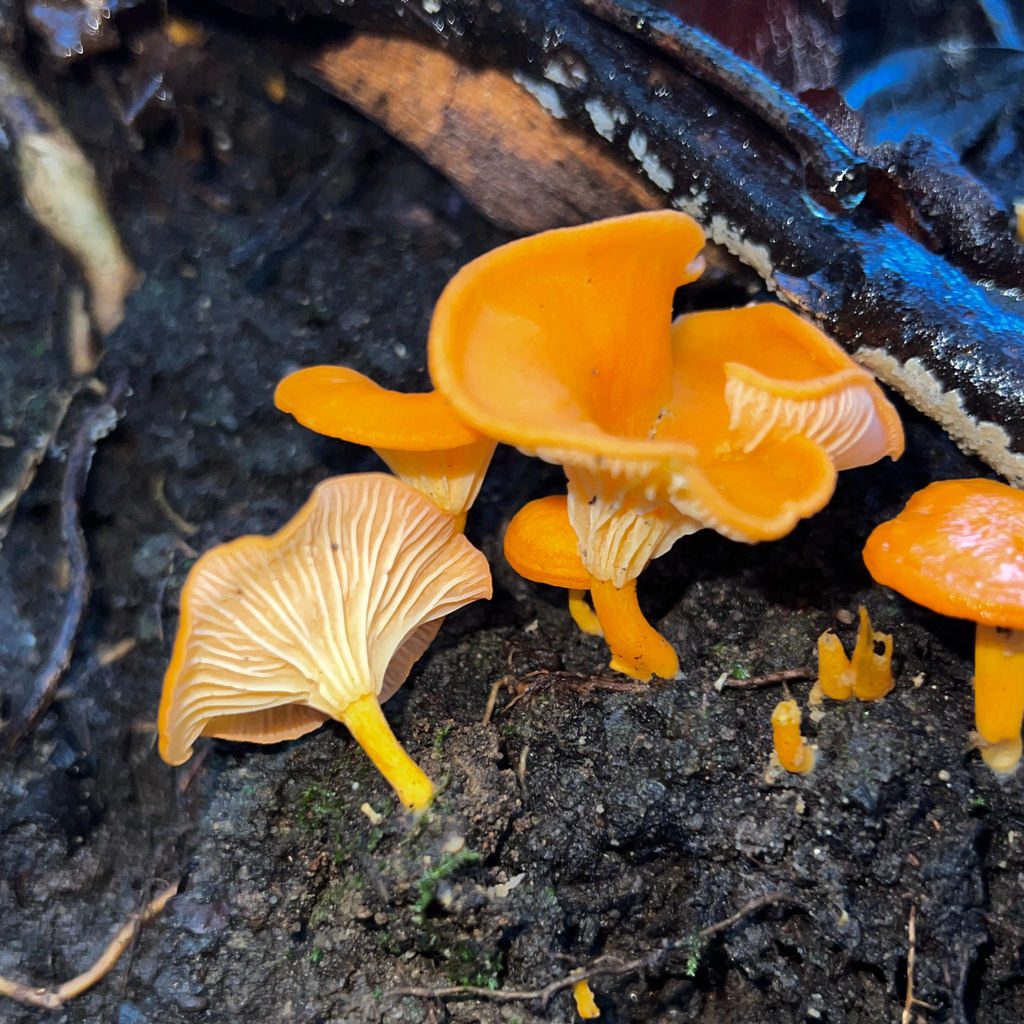 Cantharellus concinnus · May 2025 · photo: © douch (iNaturalist, cc-by-sa)
