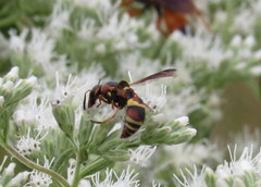 Euodynerus hidalgo hidalgo