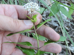 Asclepias texana