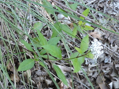 Asclepias texana