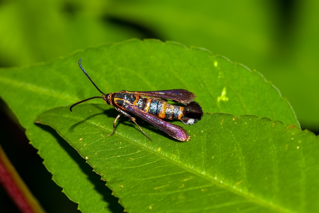 Texana Clearwing Moth