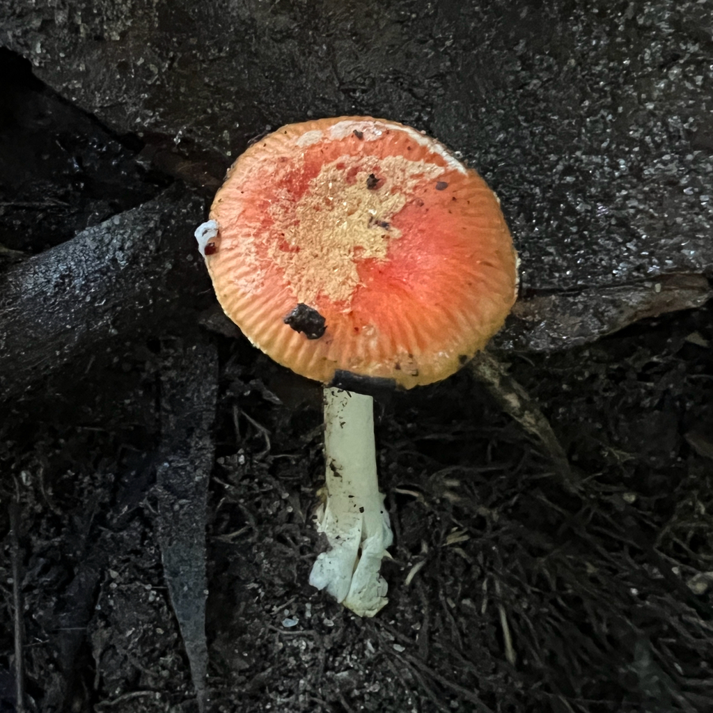 Amanita xanthocephala · May 2025 · photo: © douch (iNaturalist, cc-by-sa)