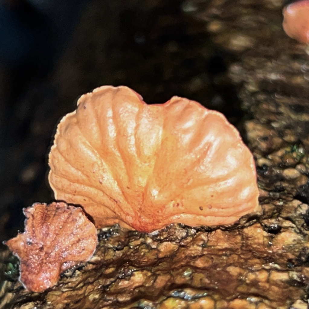 Anthracophyllum archeri · May 2025 · photo: © douch (iNaturalist, cc-by-sa)