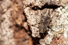 Chrysobothris femorata