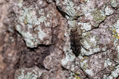 Chrysobothris femorata