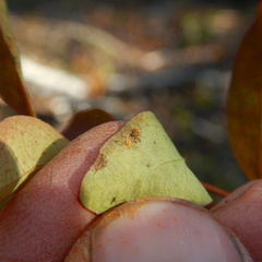 Cronartium comandrae