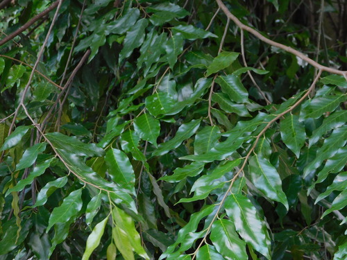 Ironwood (Hopea odorata)