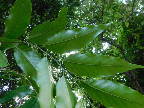Hopea odorata, photograph 2