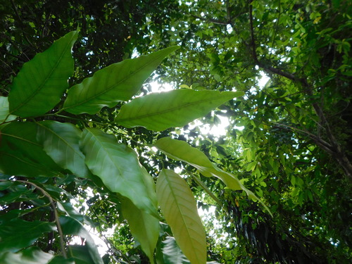 Hopea odorata, photograph 1