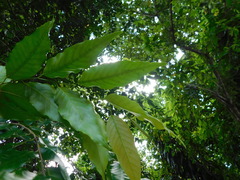 Hopea odorata, photograph (c) Ganjar Cahyadi, some rights reserved (CC BY)