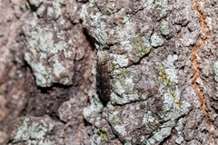 Chrysobothris femorata