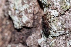Chrysobothris femorata
