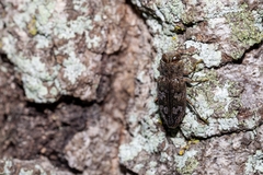 Chrysobothris femorata