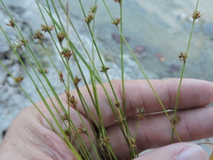 Scleria verticillata