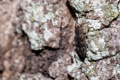 Chrysobothris femorata