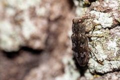 Chrysobothris femorata