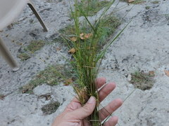 Scleria verticillata