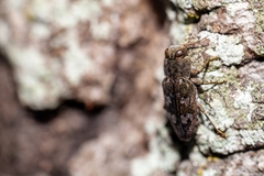 Chrysobothris femorata