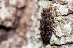 Chrysobothris femorata