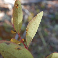 Cronartium comandrae