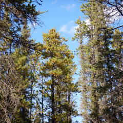 Cronartium comandrae